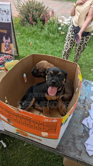 1-3 months Male Purebred Bullmastiff