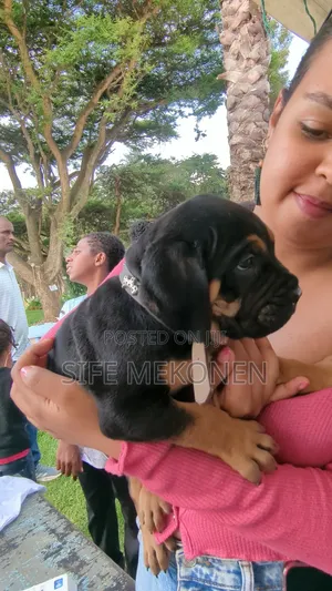 Photo - 1-3 months Male Purebred Bullmastiff
