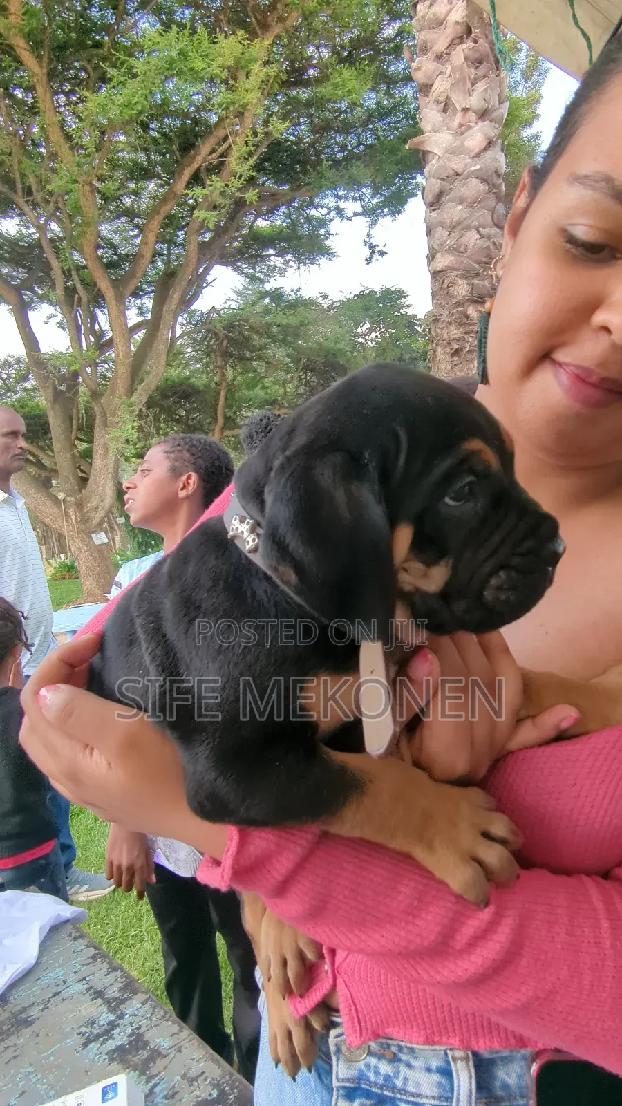 1-3 months Male Purebred Bullmastiff