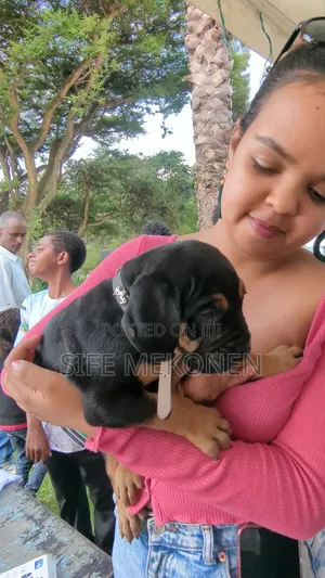 1-3 months Male Purebred Bullmastiff