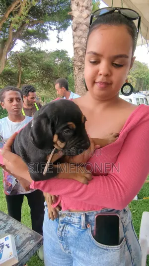 1-3 months Male Purebred Bullmastiff