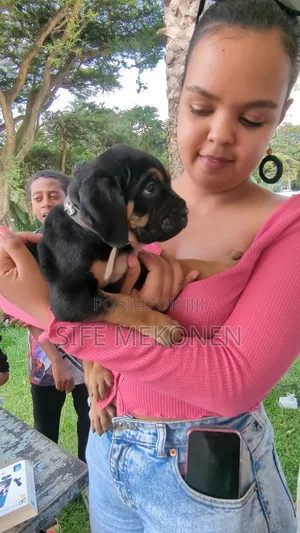 1-3 months Male Purebred Bullmastiff