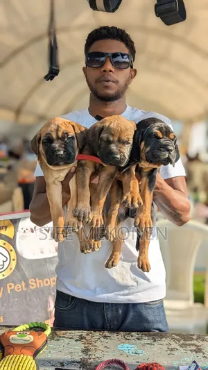 Photo - 1-3 months Male Purebred Bullmastiff