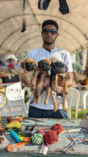 1-3 months Male Purebred Bullmastiff