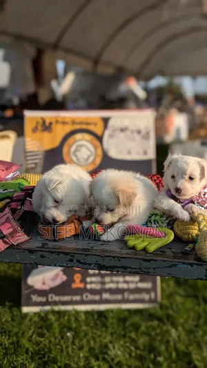 Photo - 1-3 months Male Purebred Maltese