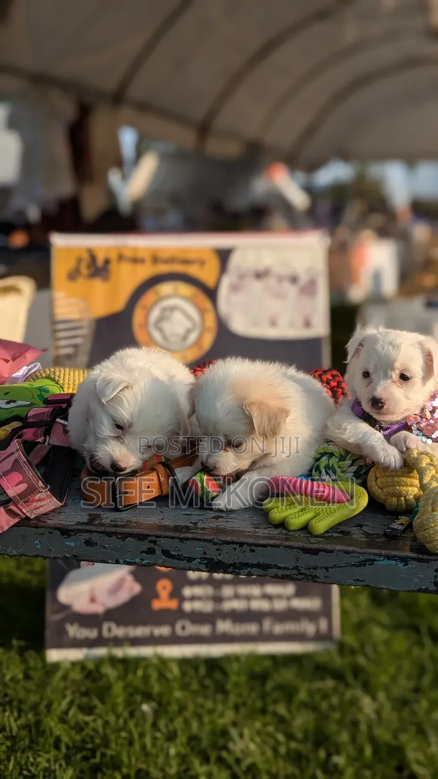 1-3 months Male Purebred Maltese