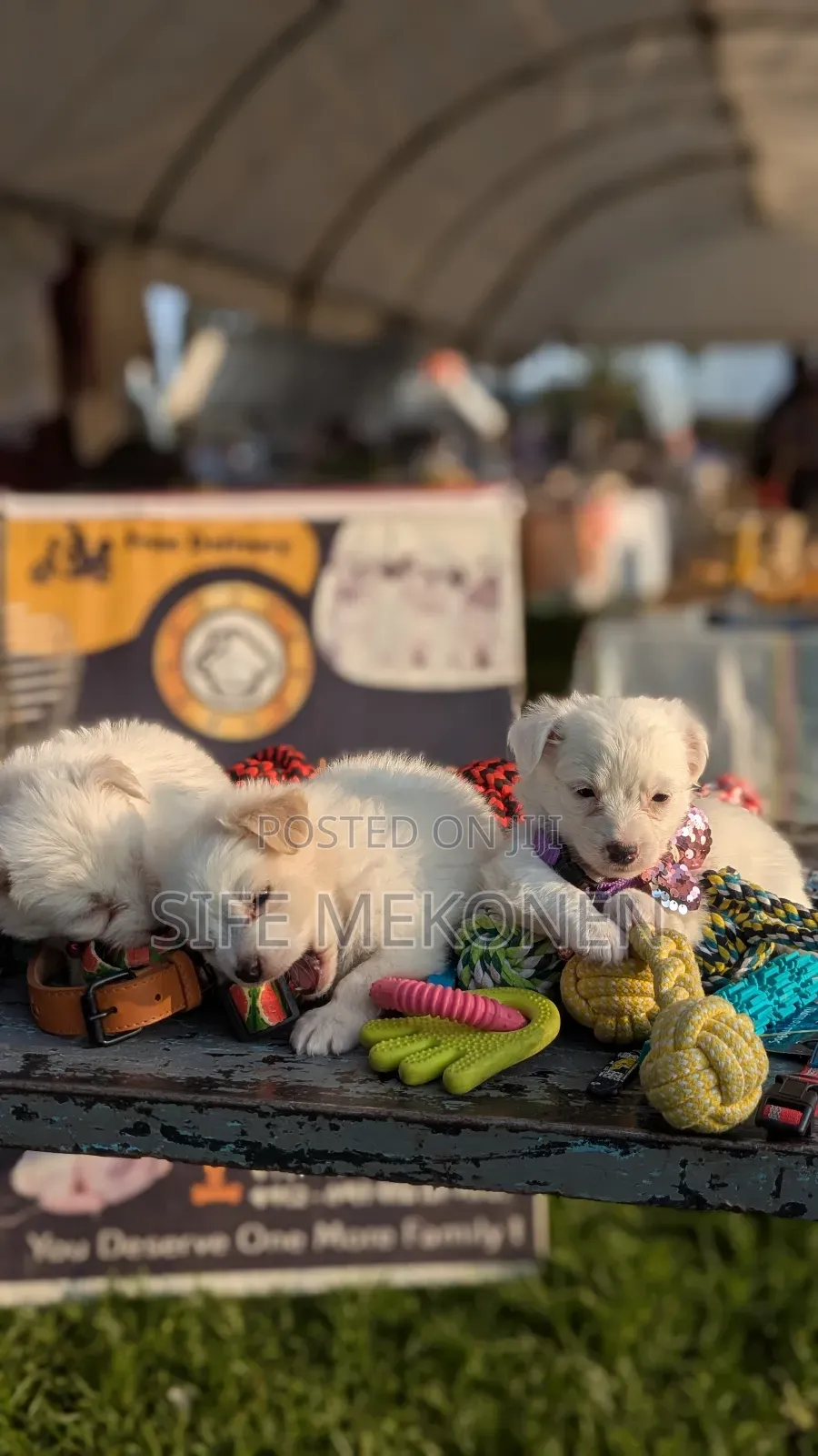 1-3 months Male Purebred Maltese