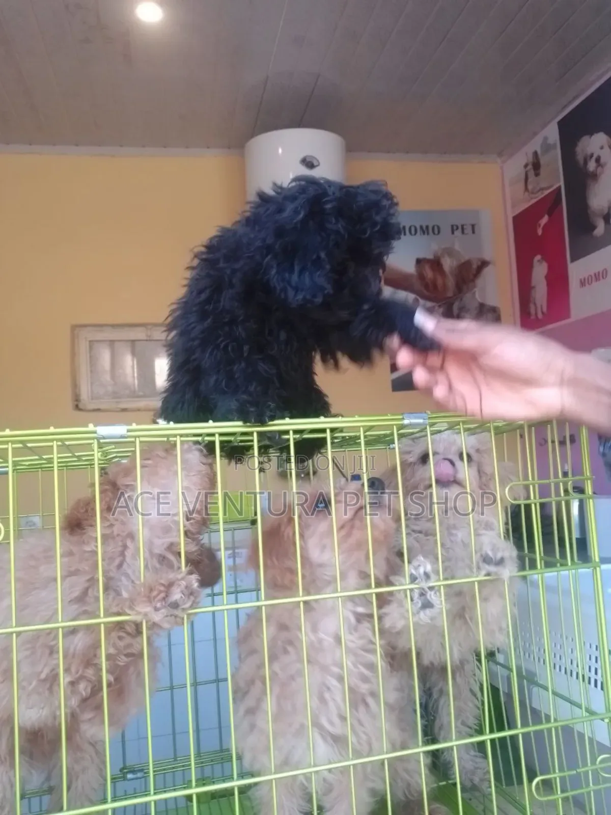 1-3 months Male Purebred Poodle