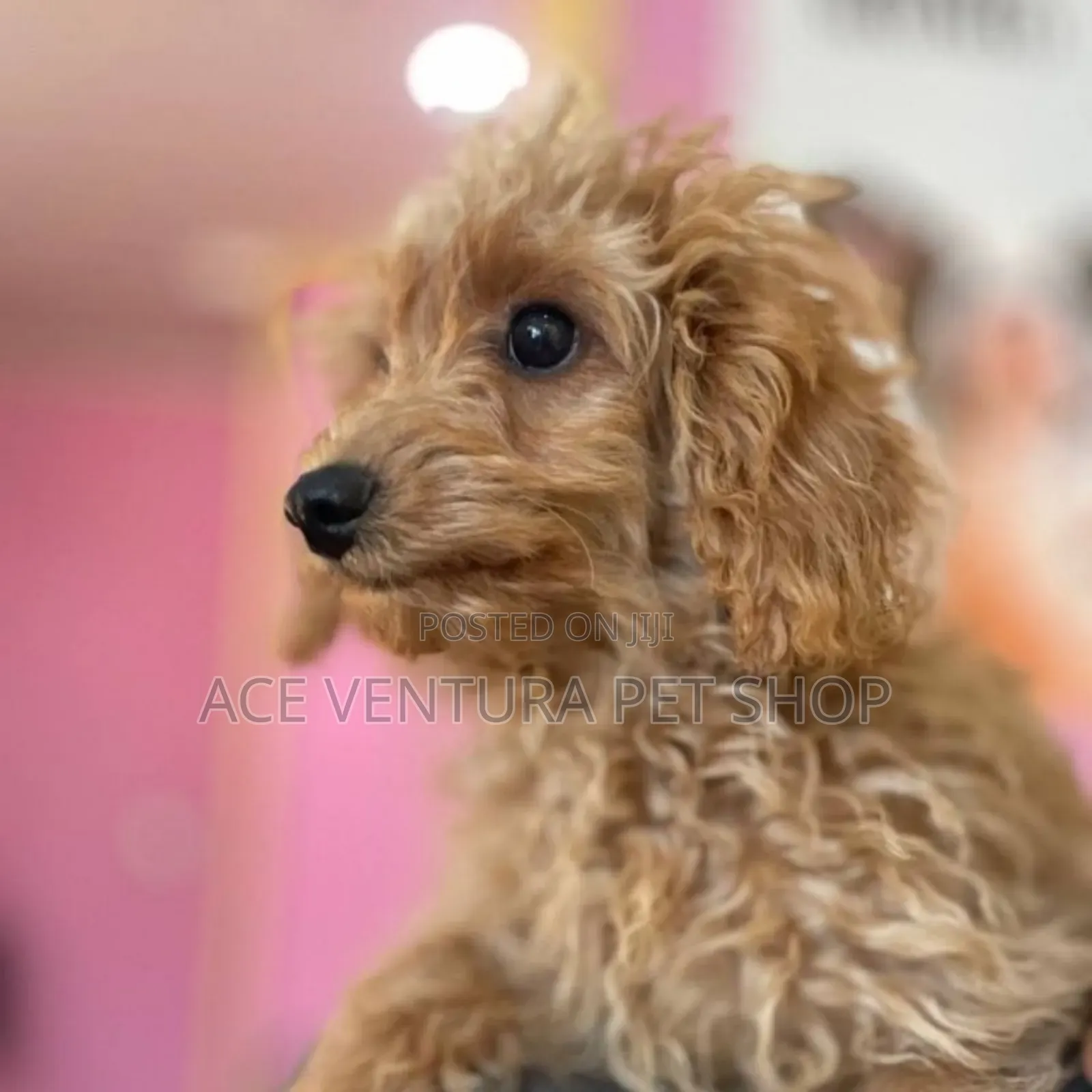 1-3 months Male Purebred Poodle