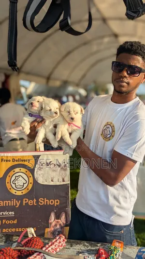 Photo - 1-3 months Male Purebred Maltese