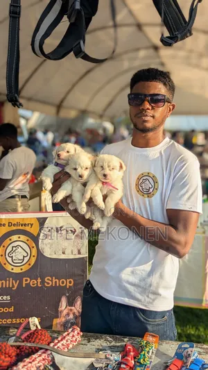 1-3 months Male Purebred Maltese