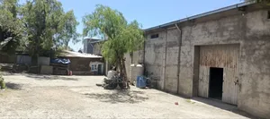 Coffee Bean Cleaning Machine With Wherehouse Sell