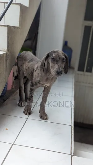 1-3 months Male Purebred Great Dane