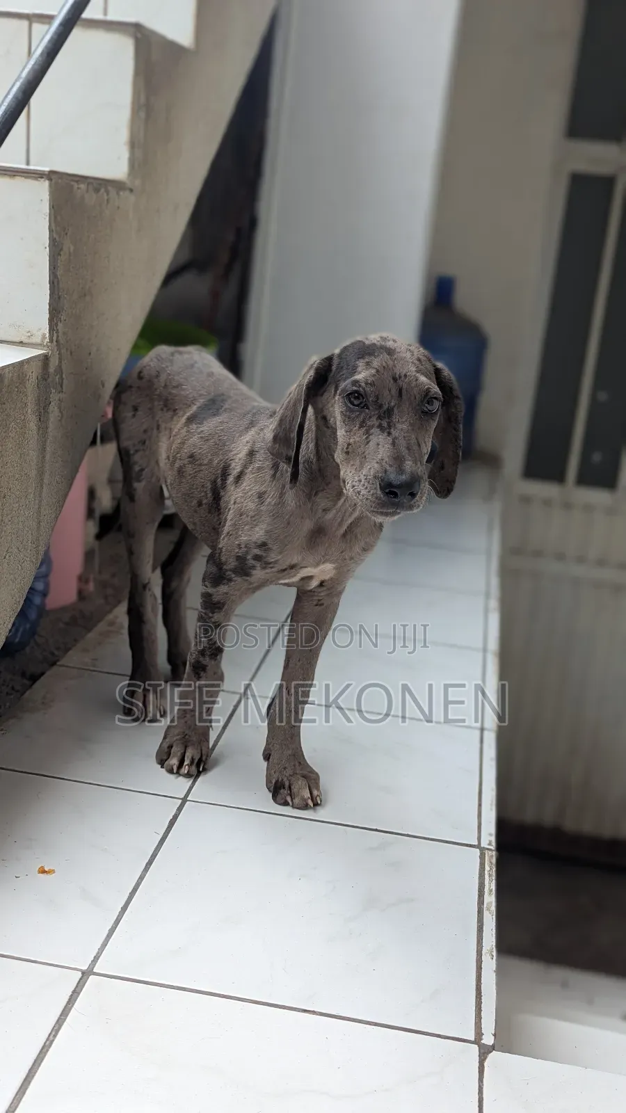 1-3 months Male Purebred Great Dane