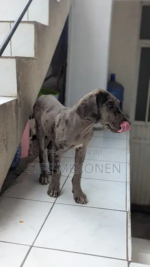 1-3 months Male Purebred Great Dane