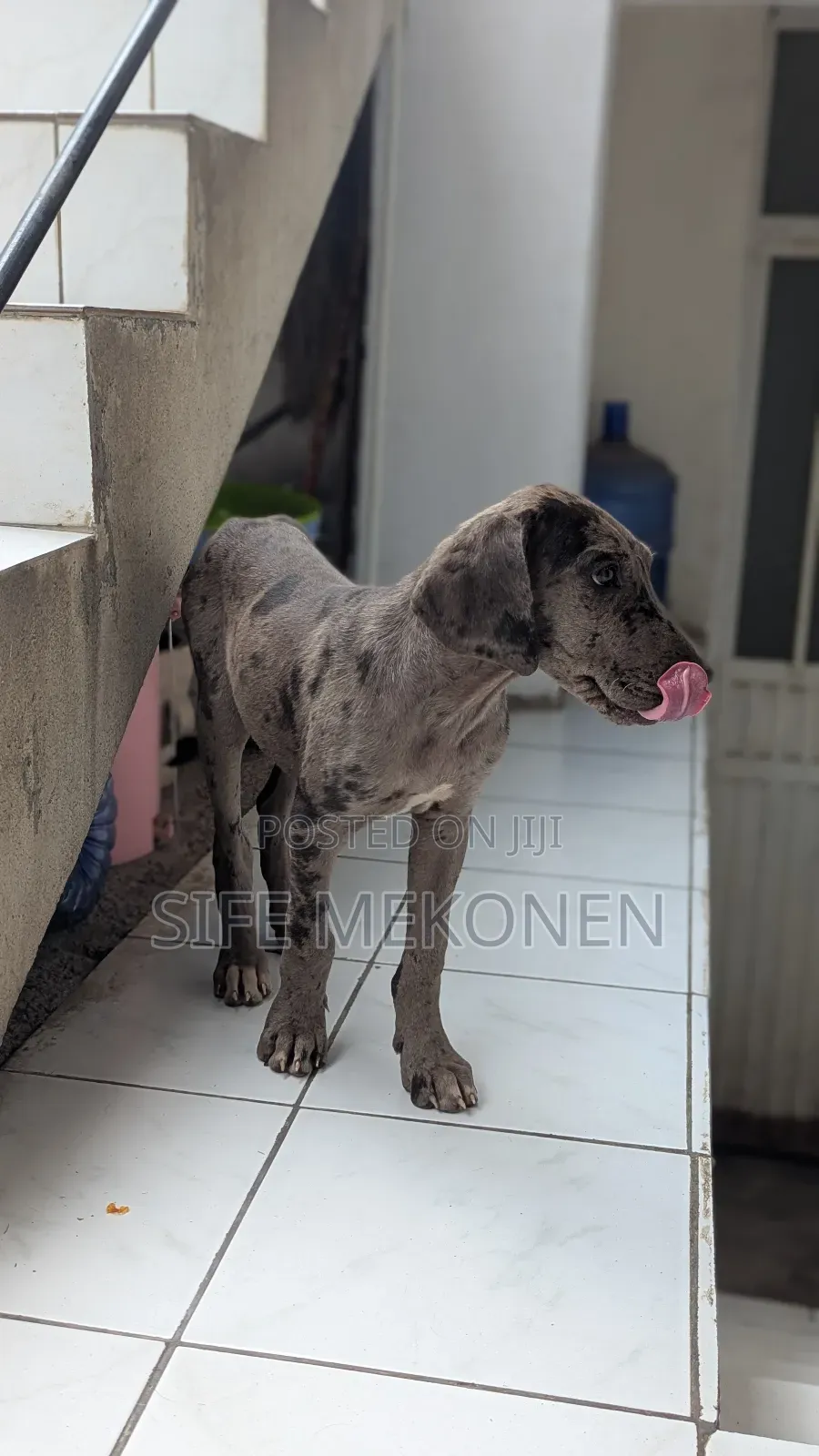 1-3 months Male Purebred Great Dane