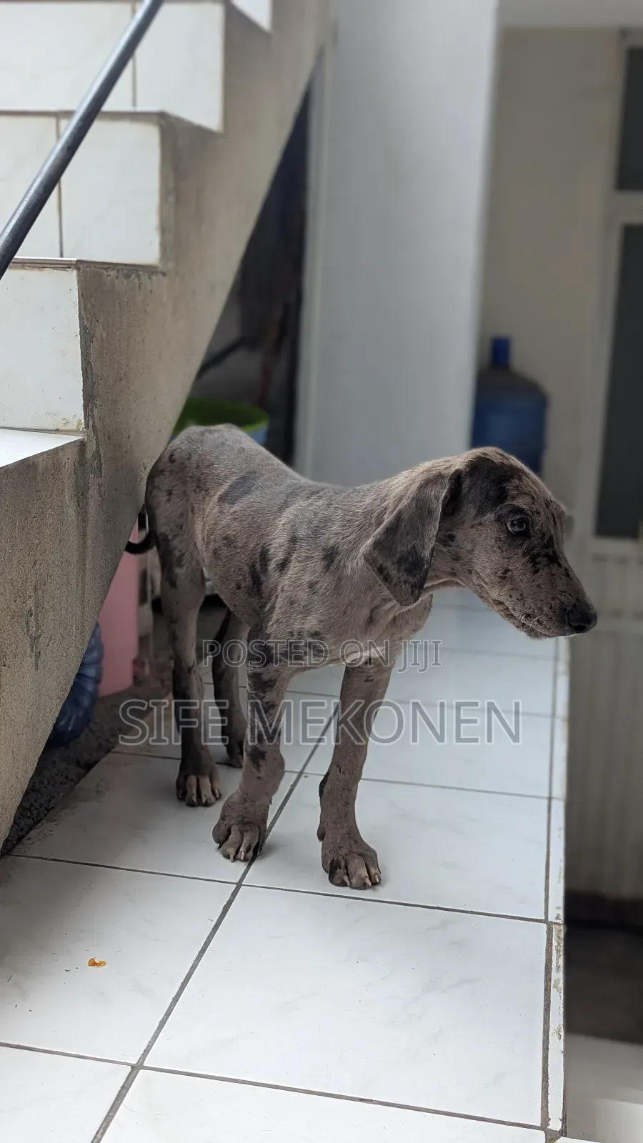 1-3 months Male Purebred Great Dane