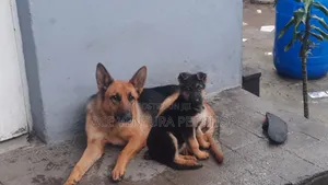 Photo - 1-3 months Male Purebred German Shepherd