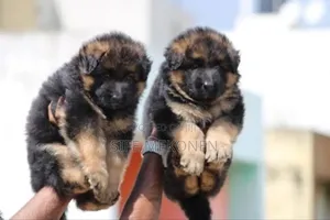 1-3 months Male Purebred German Shepherd