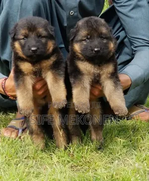 Photo - 1-3 months Male Purebred German Shepherd