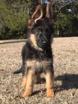Photo - 1-3 months Male Purebred German Shepherd