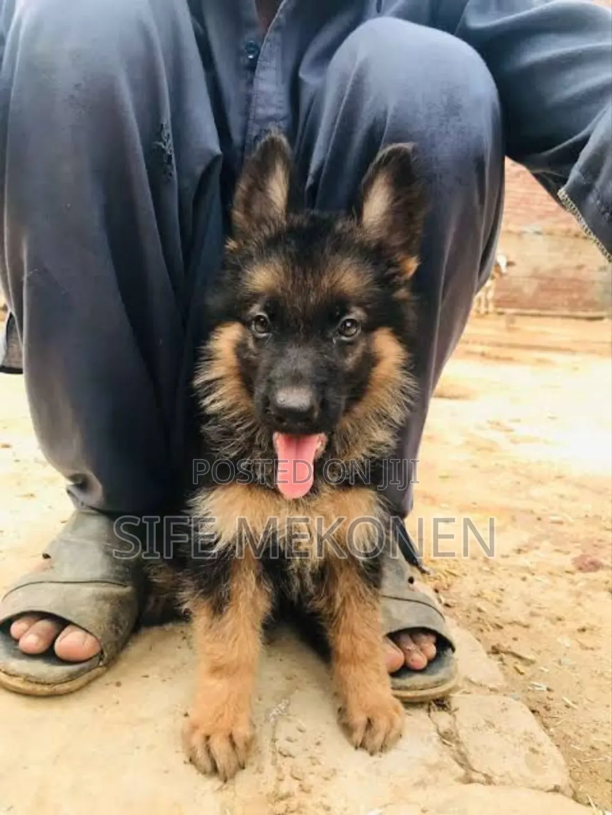 1-3 months Male Purebred German Shepherd