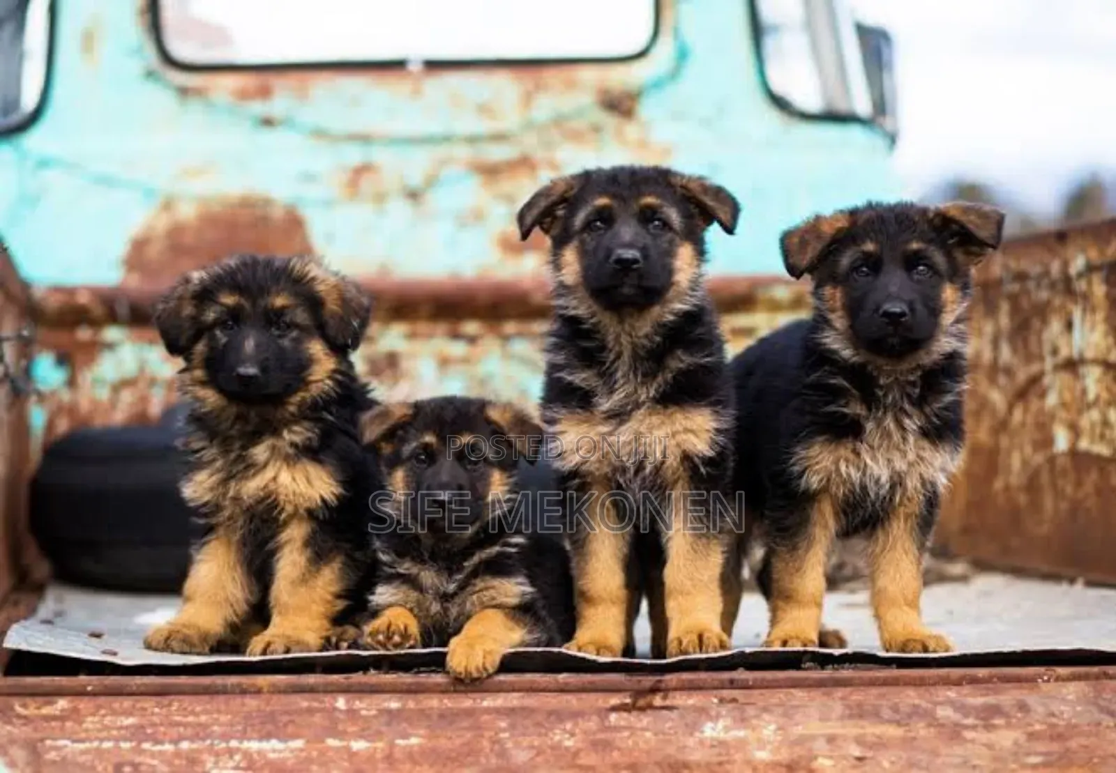 1-3 months Male Purebred German Shepherd