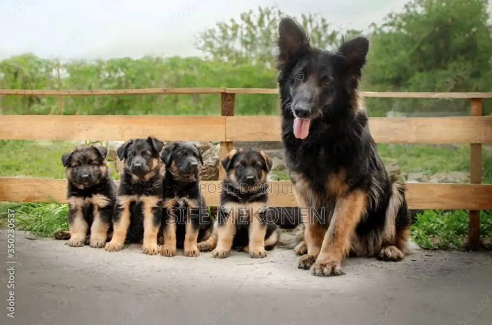 1-3 months Male Purebred German Shepherd