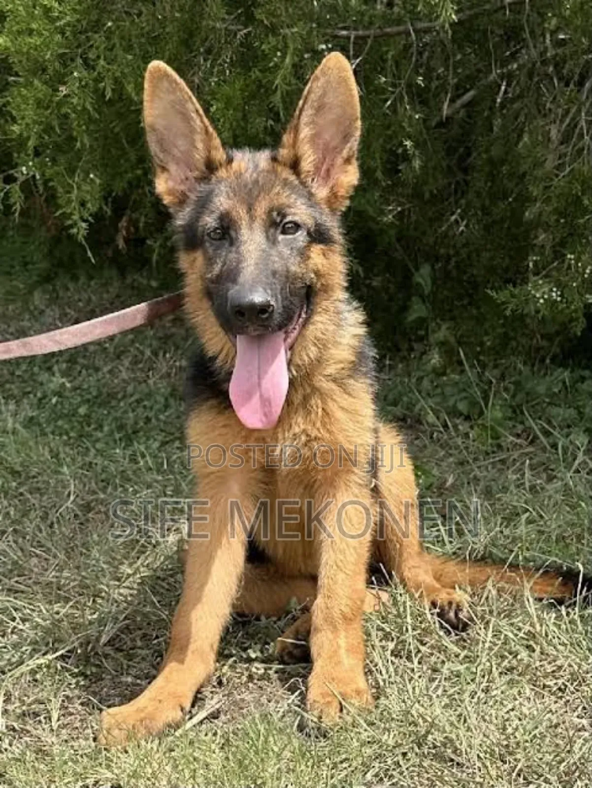 1-3 months Male Purebred German Shepherd