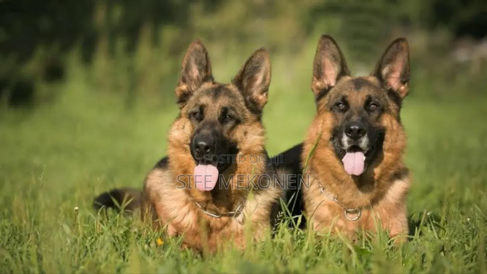 1-3 months Male Purebred German Shepherd