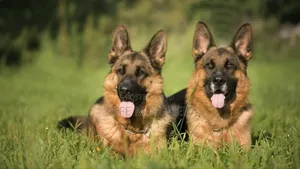 1-3 months Male Purebred German Shepherd