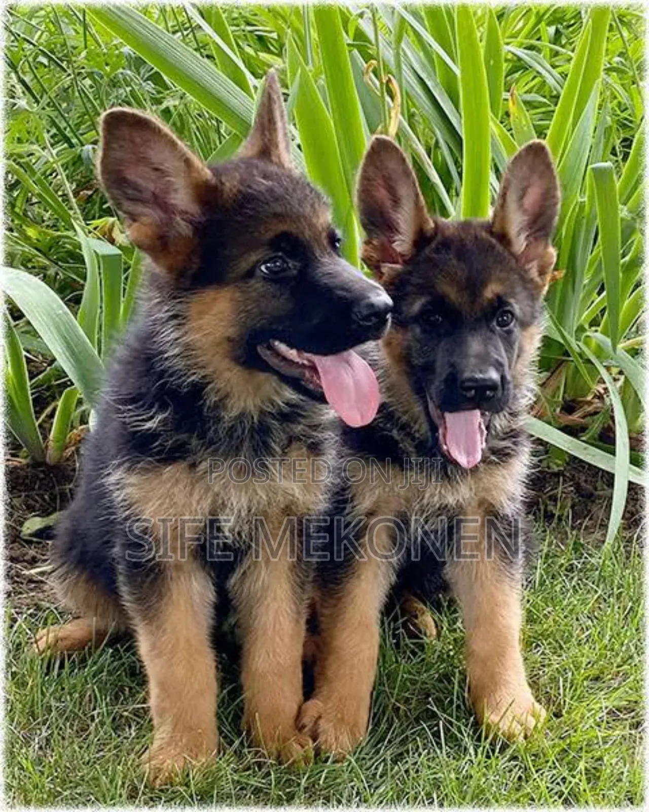 1-3 months Male Purebred German Shepherd