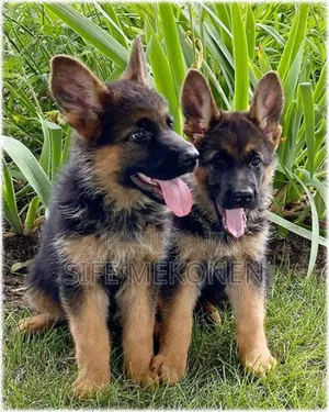 Photo - 1-3 months Male Purebred German Shepherd
