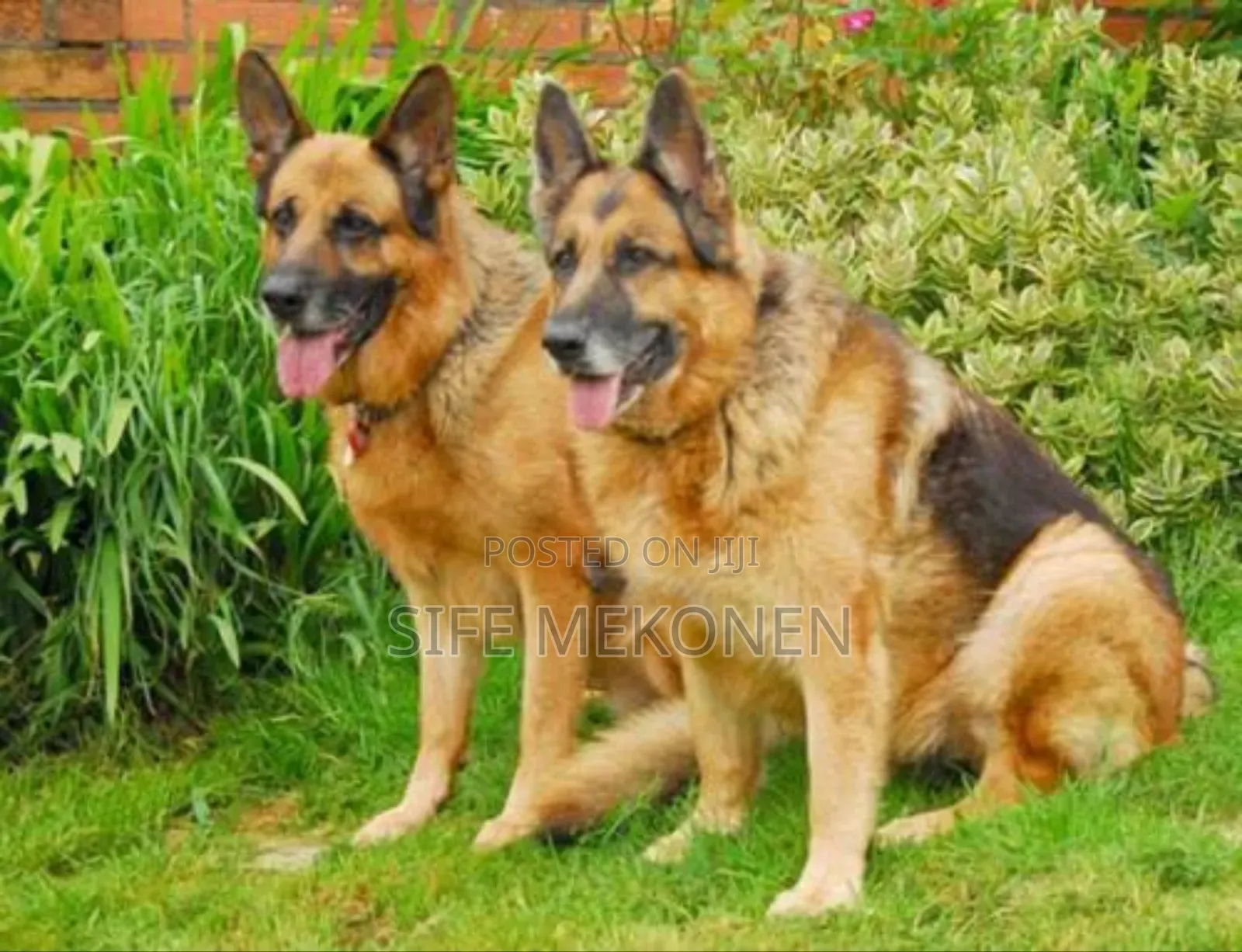 1-3 months Male Purebred German Shepherd