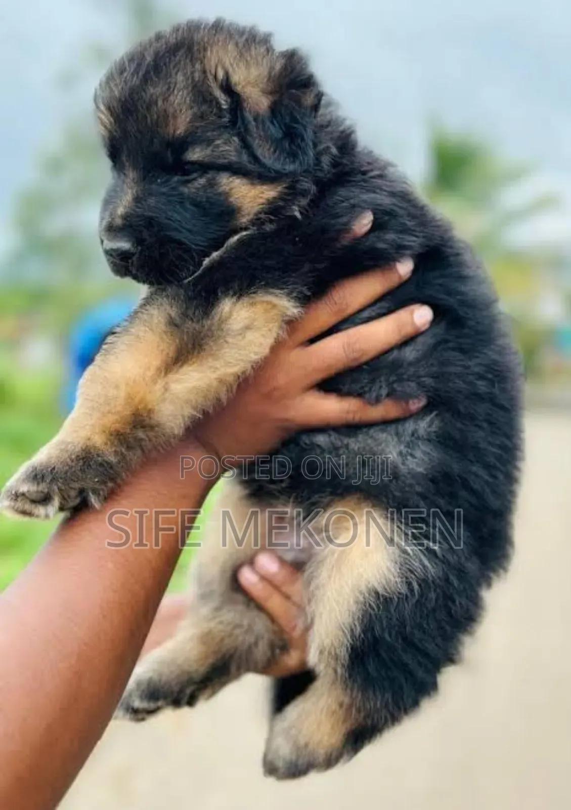 1-3 months Male Purebred German Shepherd