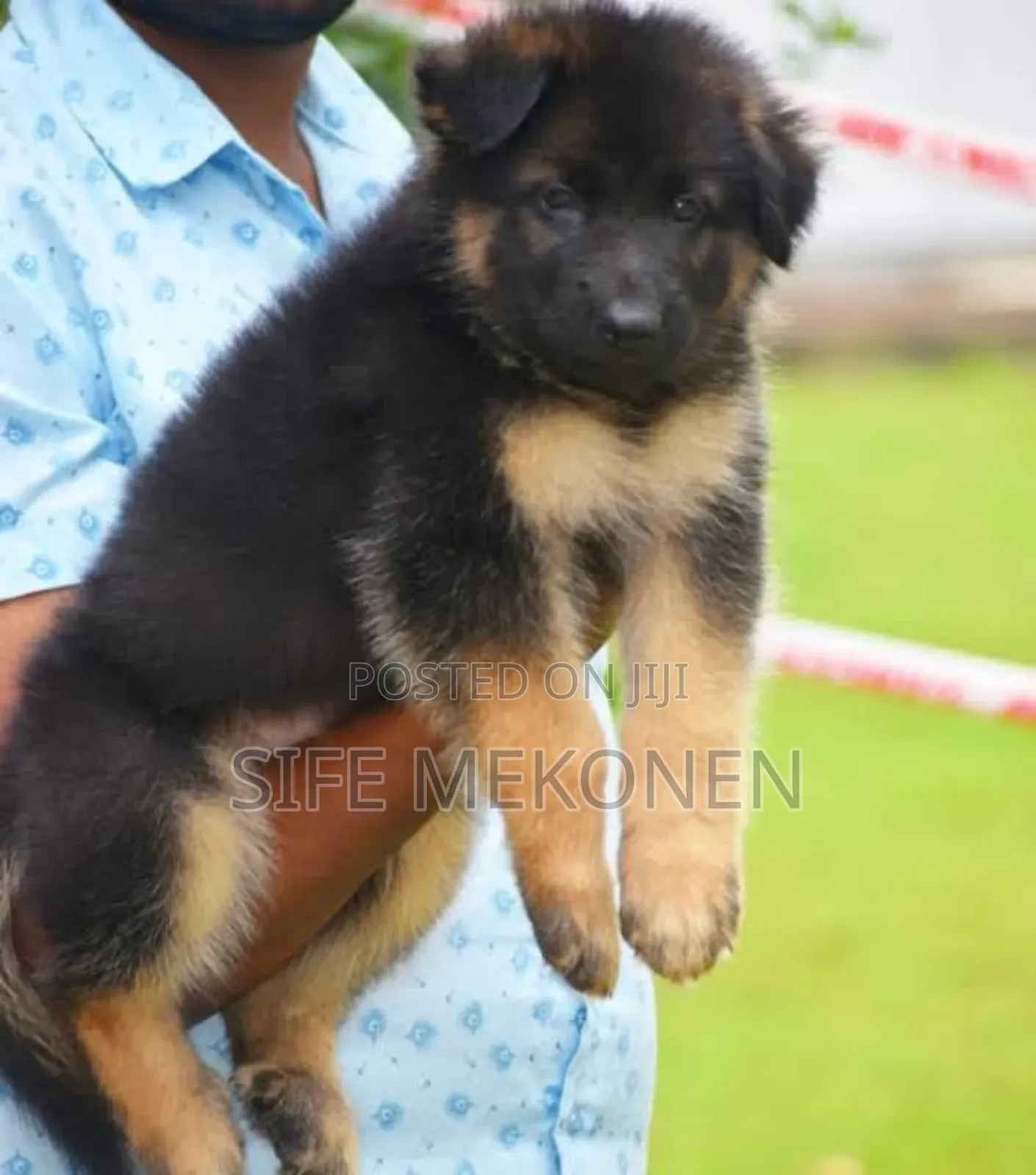 1-3 months Male Purebred German Shepherd