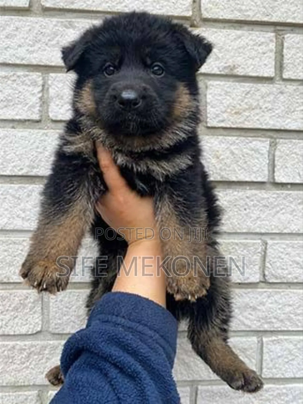 1-3 months Male Purebred German Shepherd