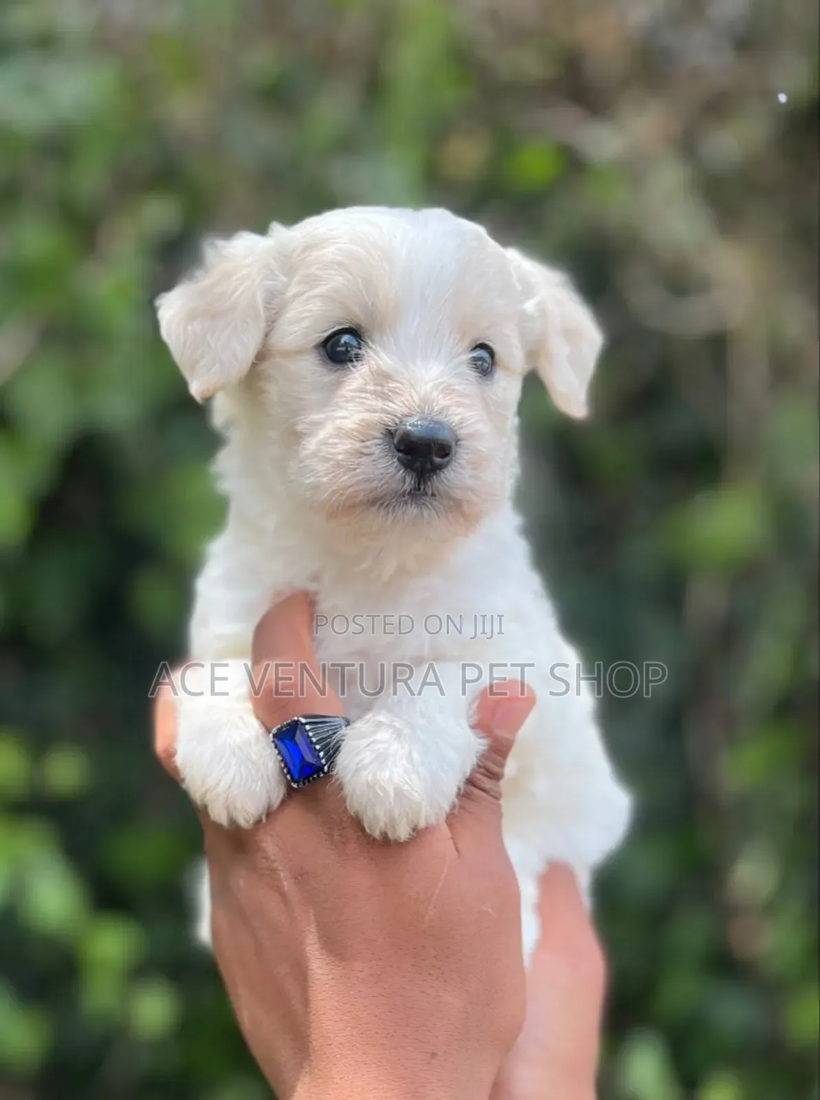 1-3 months Male Purebred Maltese