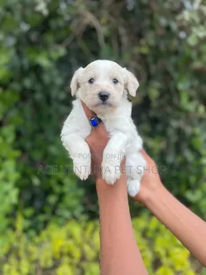 1-3 months Male Purebred Maltese