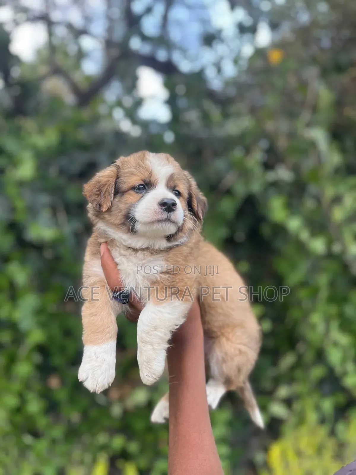 1-3 months Male Purebred Maltese