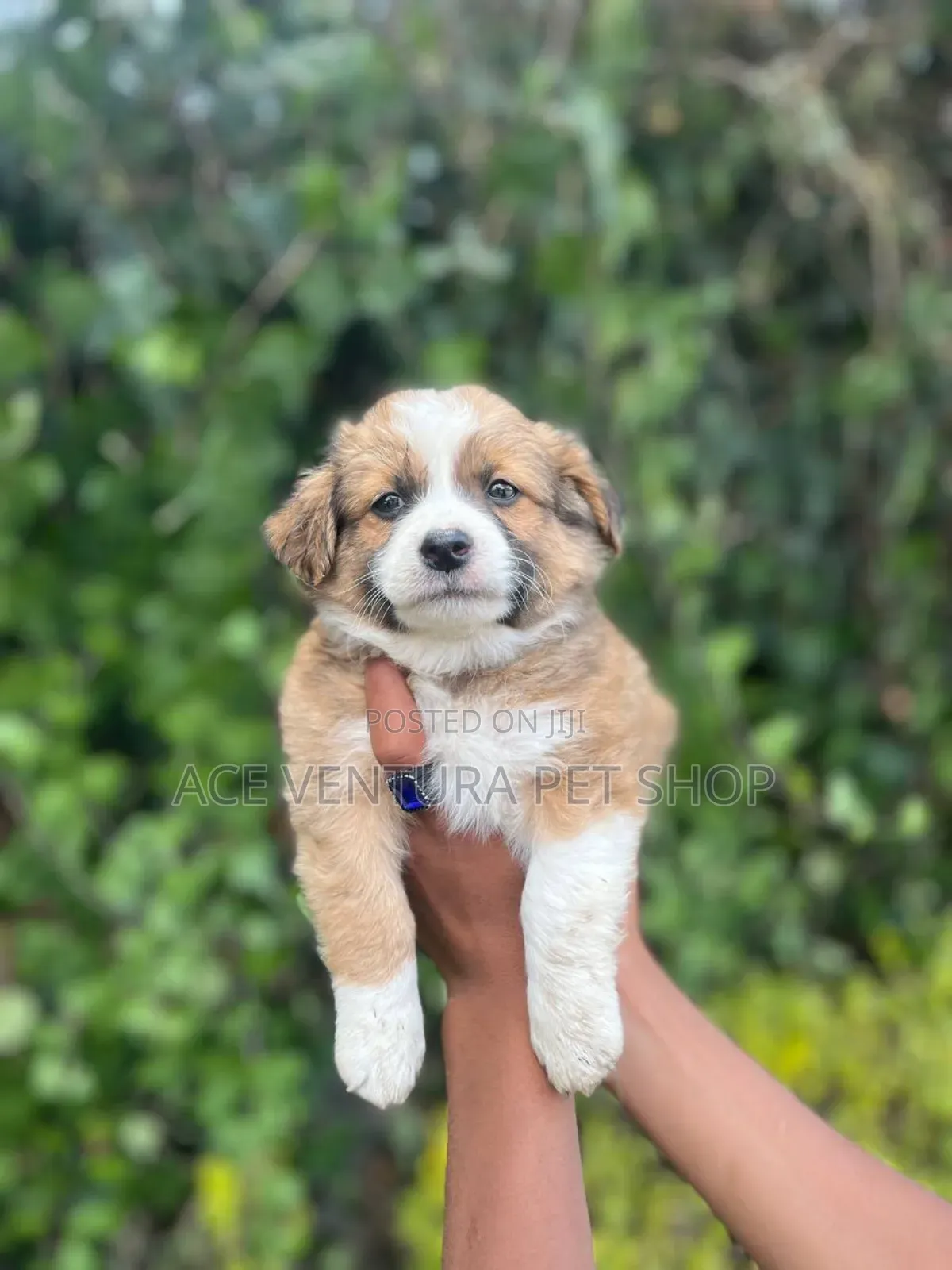 1-3 months Male Purebred Maltese