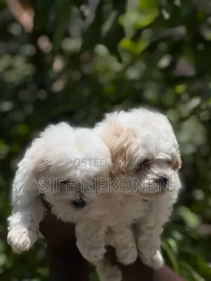 1-3 months Male Purebred Maltese