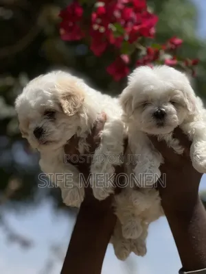 Photo - 1-3 months Male Purebred Maltese