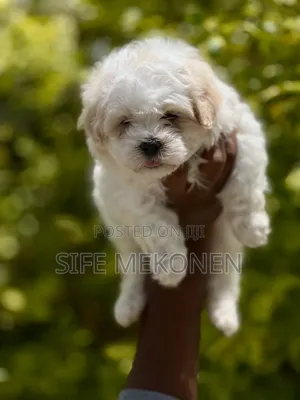 Photo - 1-3 months Male Purebred Maltese
