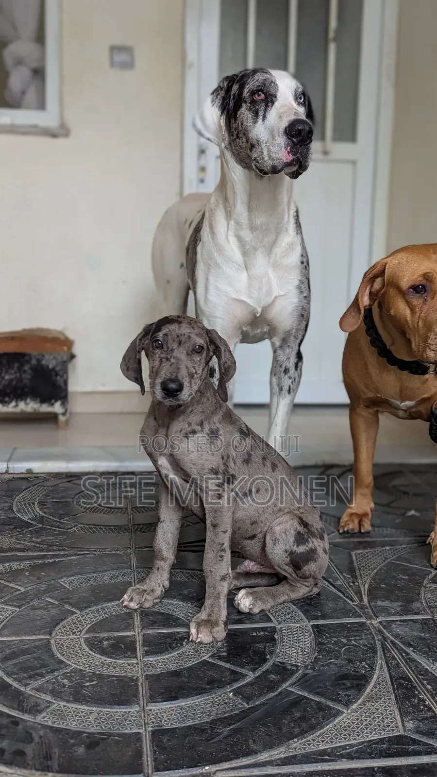 1-3 months Male Purebred Great Dane