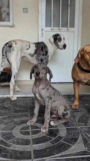 1-3 months Male Purebred Great Dane