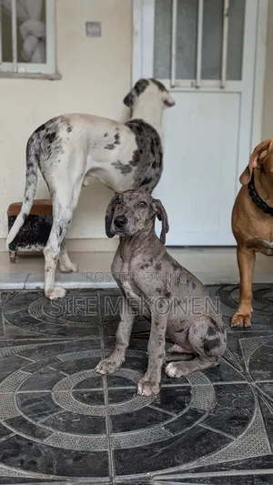 1-3 months Male Purebred Great Dane