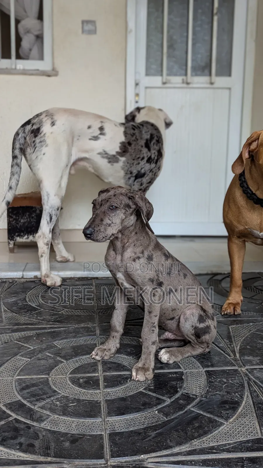 1-3 months Male Purebred Great Dane