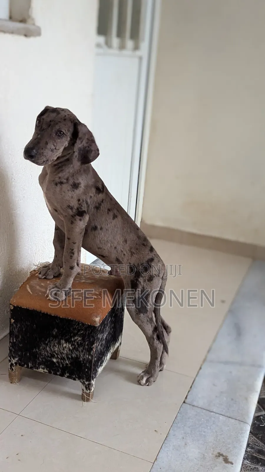 1-3 months Male Purebred Great Dane