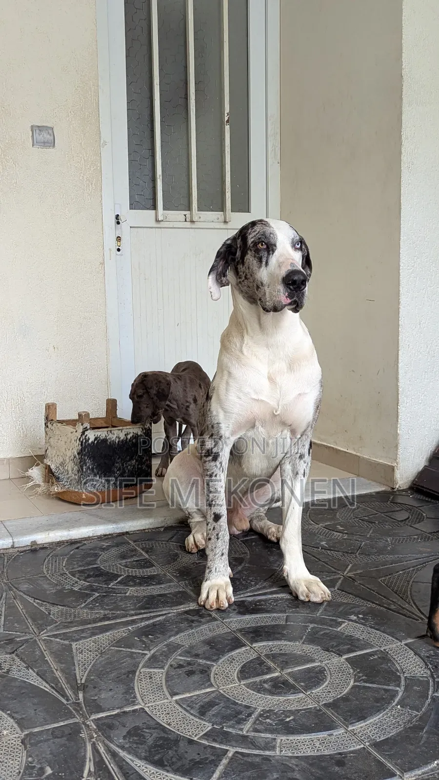 1-3 months Male Purebred Great Dane